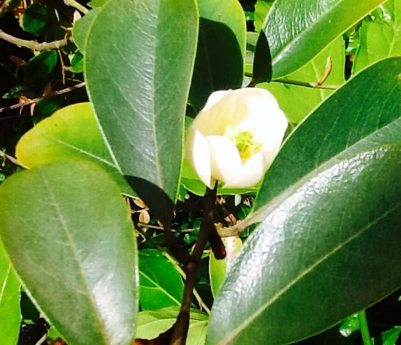 Michelia Scented Pearl (Michelia yunnanensis)