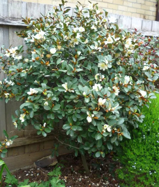 Michelia Scented Pearl (Michelia yunnanensis)