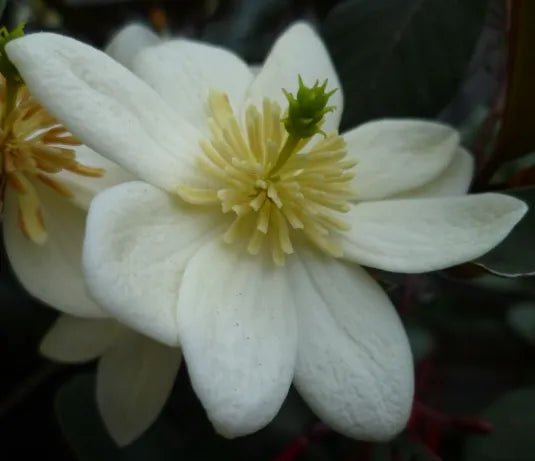 Michelia Scented Pearl (Michelia yunnanensis) - Ladybird Nursery
