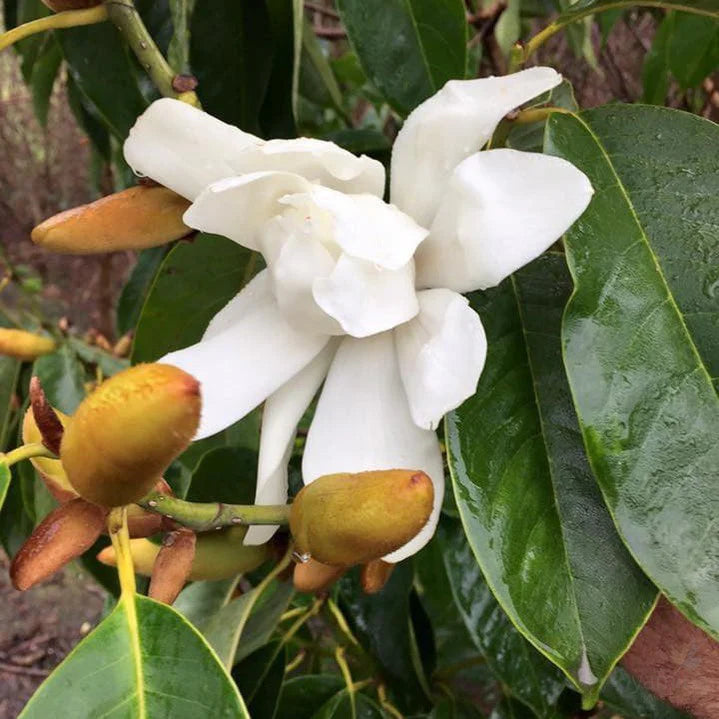 Michelia Seedling (Michelia doltsopa)
