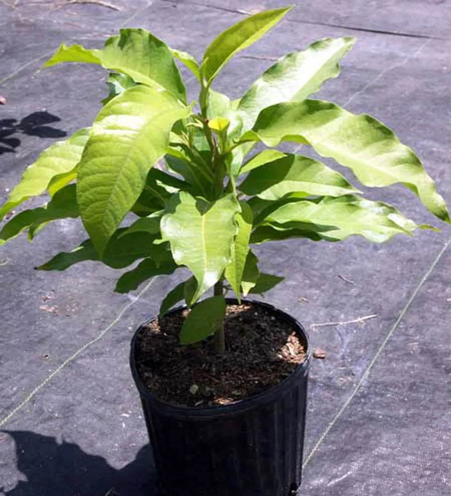 Michelia Seedling (Michelia doltsopa)