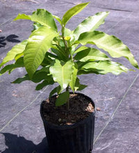 Michelia Seedling (Michelia doltsopa) - Ladybird Nursery