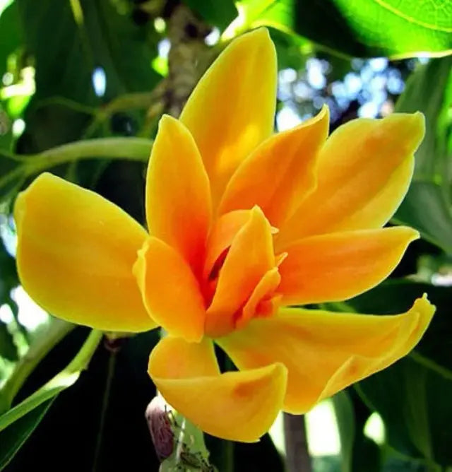 Michelia Seedling (Michelia doltsopa)