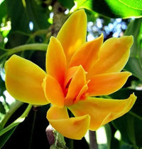 Michelia Seedling (Michelia doltsopa)