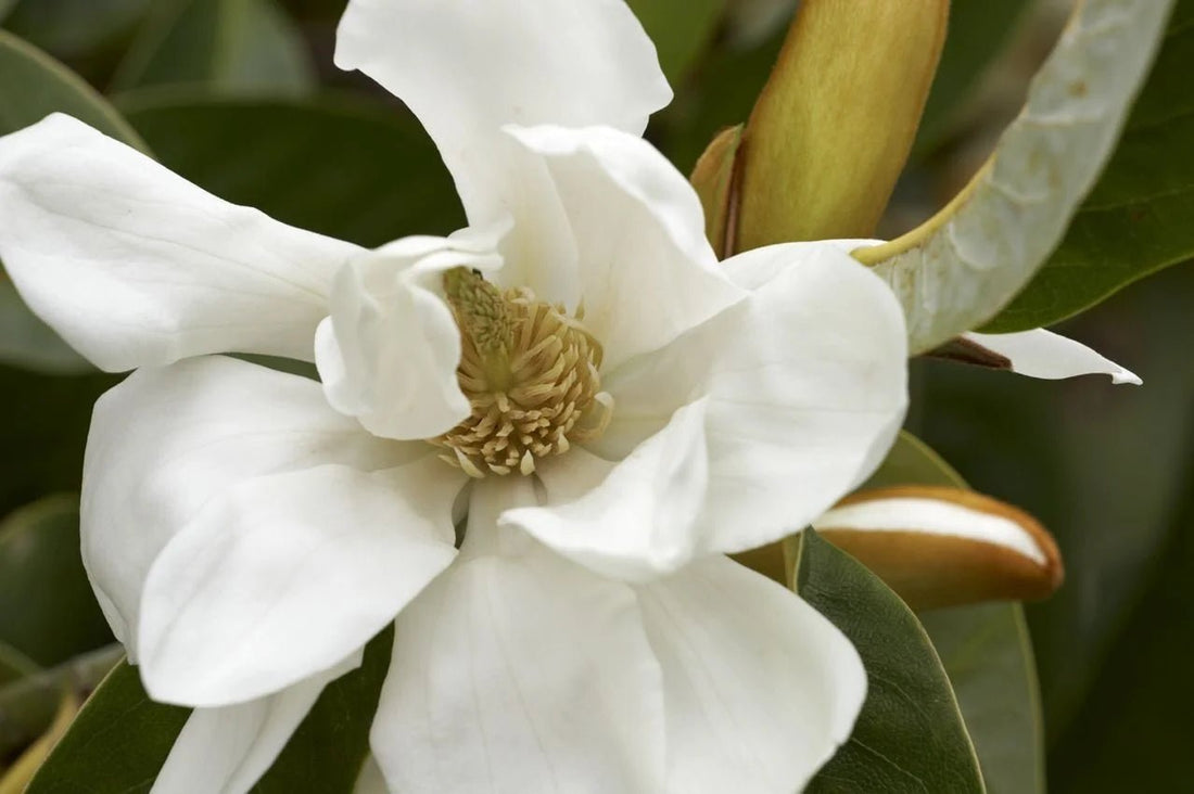 Michelia 'Silver Cloud' - Advanced (Pick Up Only) - Ladybird Nursery