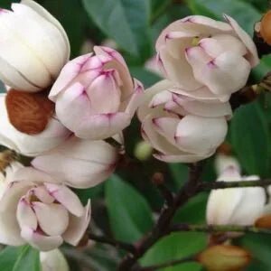 Michelia Touch of Pink - Ladybird Nursery