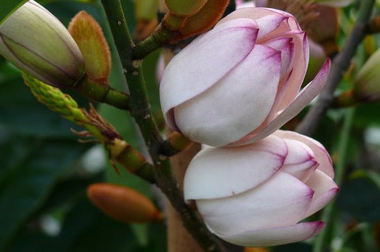 Michelia Touch of Pink - Ladybird Nursery