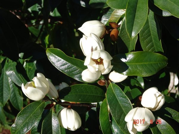 Michelia Touch of Pink - Ladybird Nursery