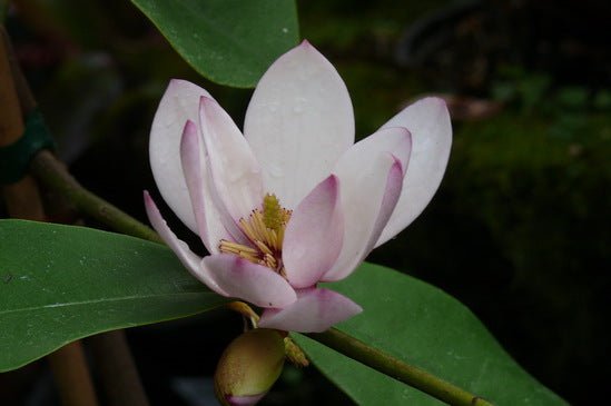 Michelia Touch of Pink - Ladybird Nursery