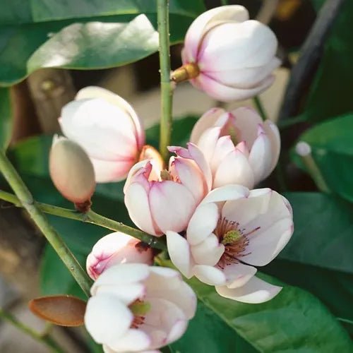 Michelia Touch of Pink - Ladybird Nursery