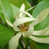 Michelia alba (Michelia x.)