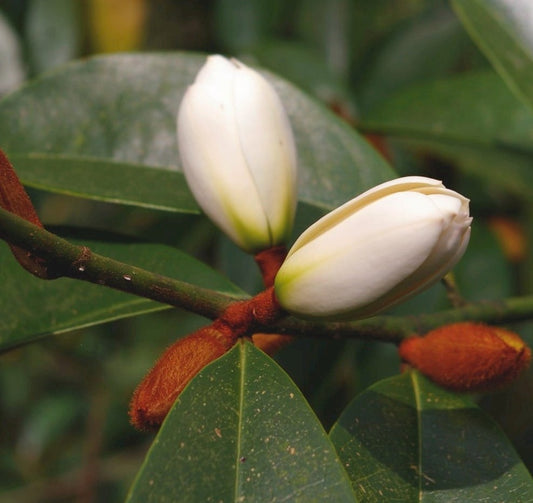 Michelia foggii Allspice (Michelia x)