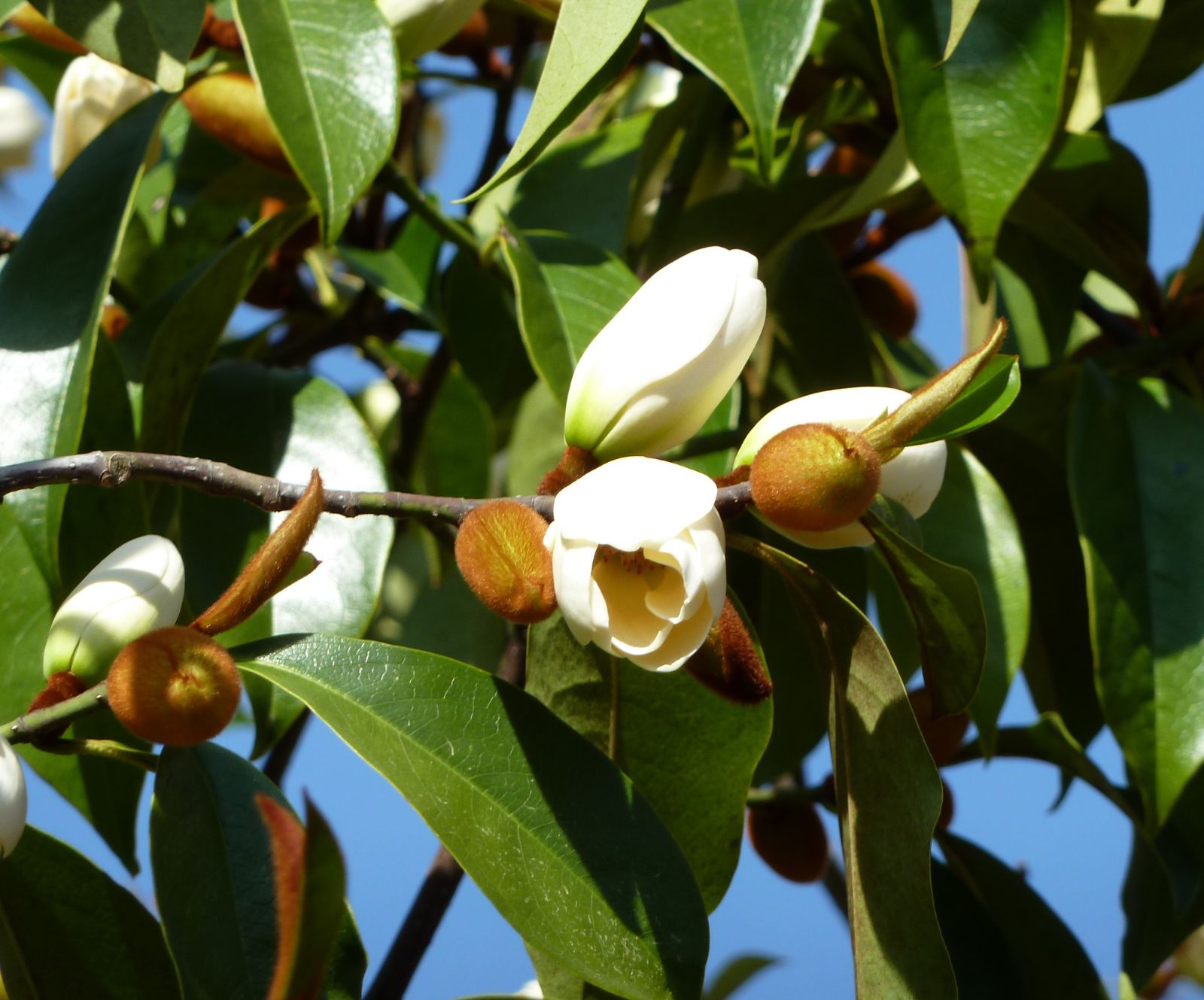 Michelia foggii Allspice (Michelia x) - Ladybird Nursery
