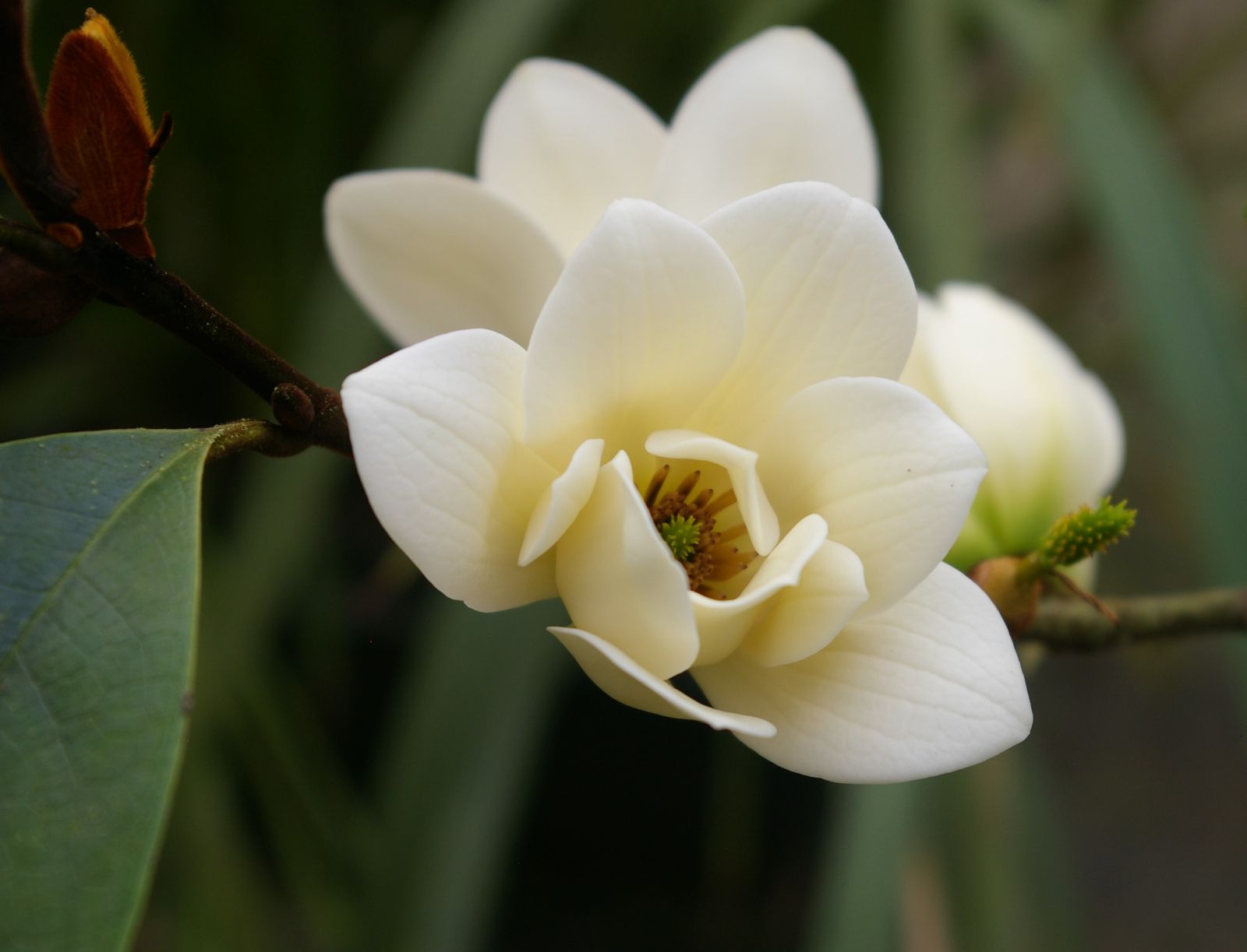 Michelia foggii Allspice (Michelia x)