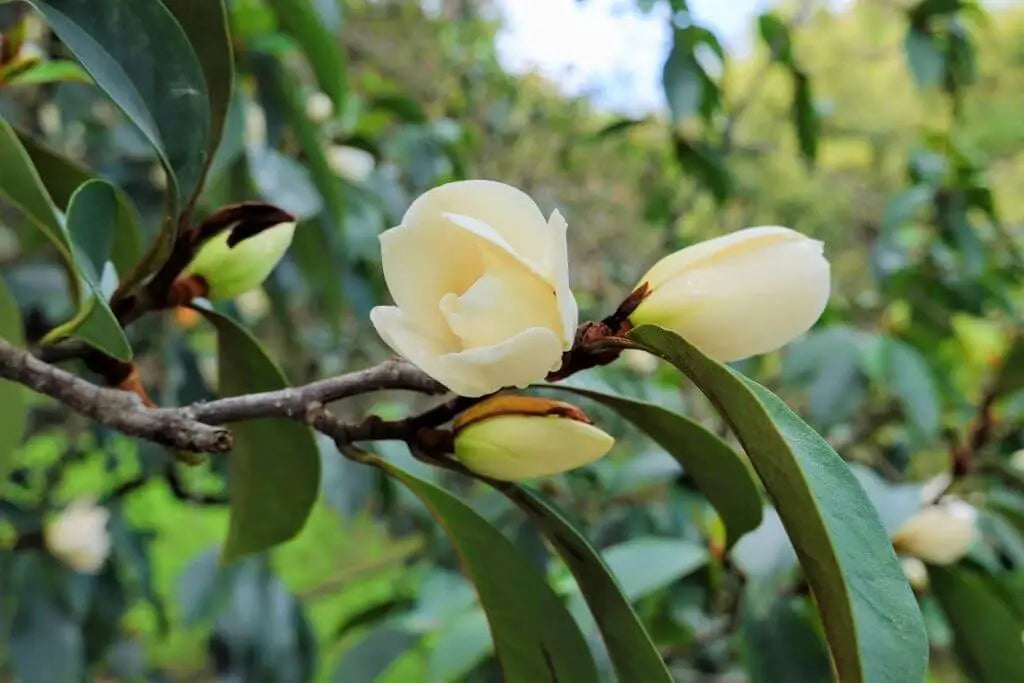 Michelia foggii Allspice (Michelia x)