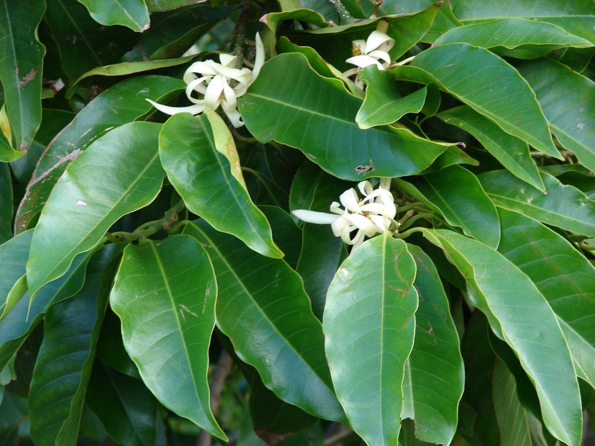 Michelia Alba (White Champaca) - Ladybird Nursery