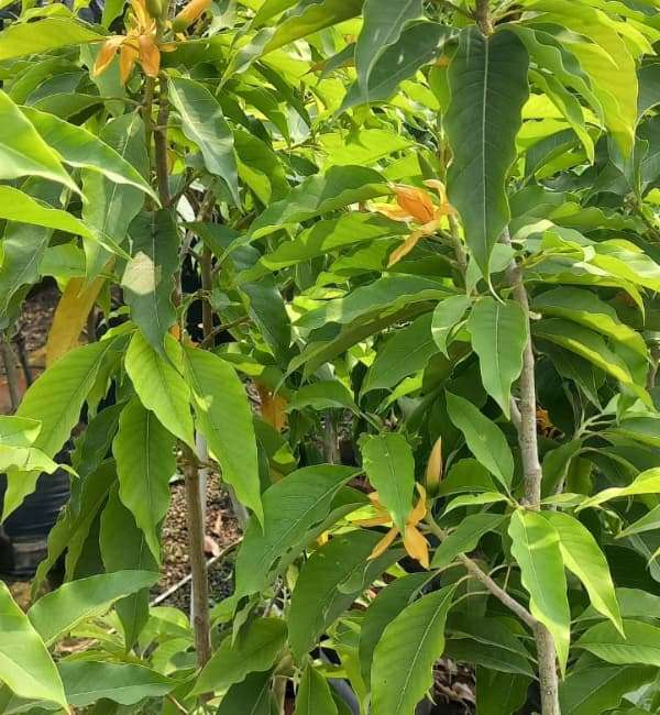 Michelia champaca (Cream/Yellow Champaca) - Ladybird Nursery