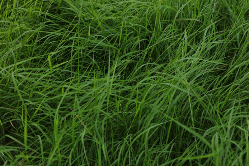 Weeping Grass (Microlaena stipoides)
