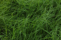 Weeping Grass (Microlaena stipoides)