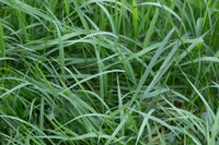 Weeping Grass (Microlaena stipoides)