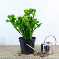 Microsorum Green Flame (Microsorum punctatum)