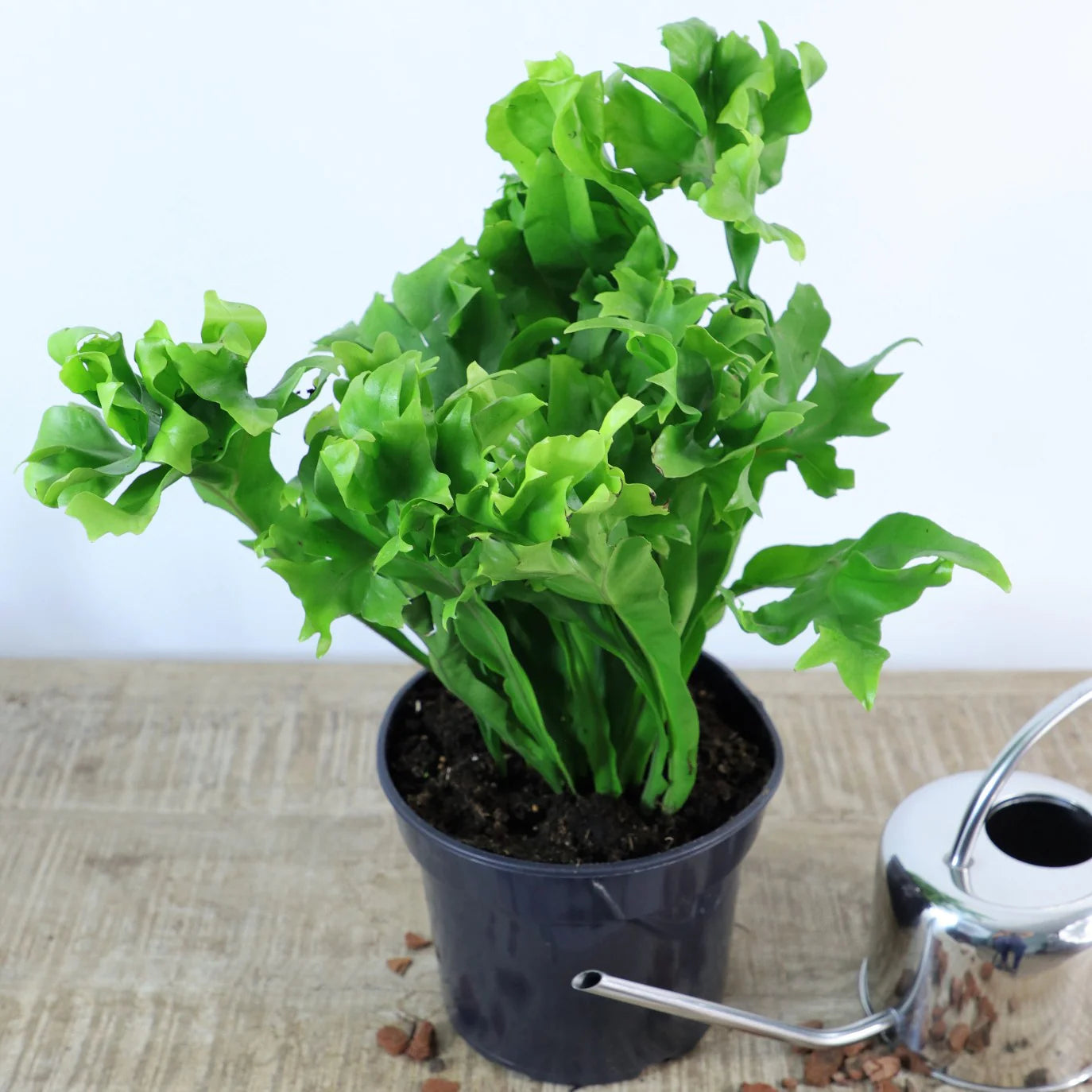 Microsorum Green Flame (Microsorum punctatum)