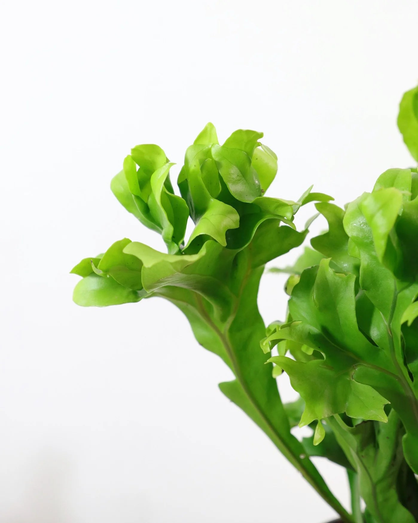 Microsorum Green Flame (Microsorum punctatum)