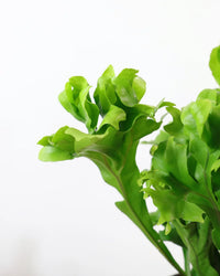 Microsorum Green Flame (Microsorum punctatum)