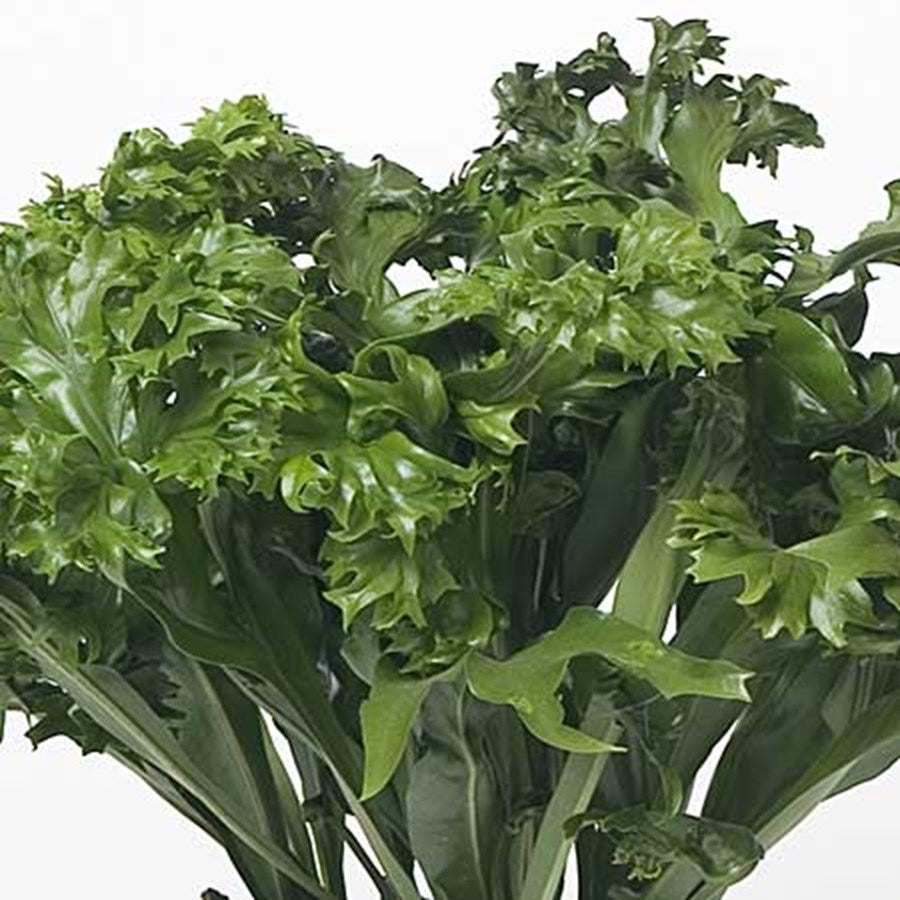 Microsorum Green Flame (Microsorum punctatum)