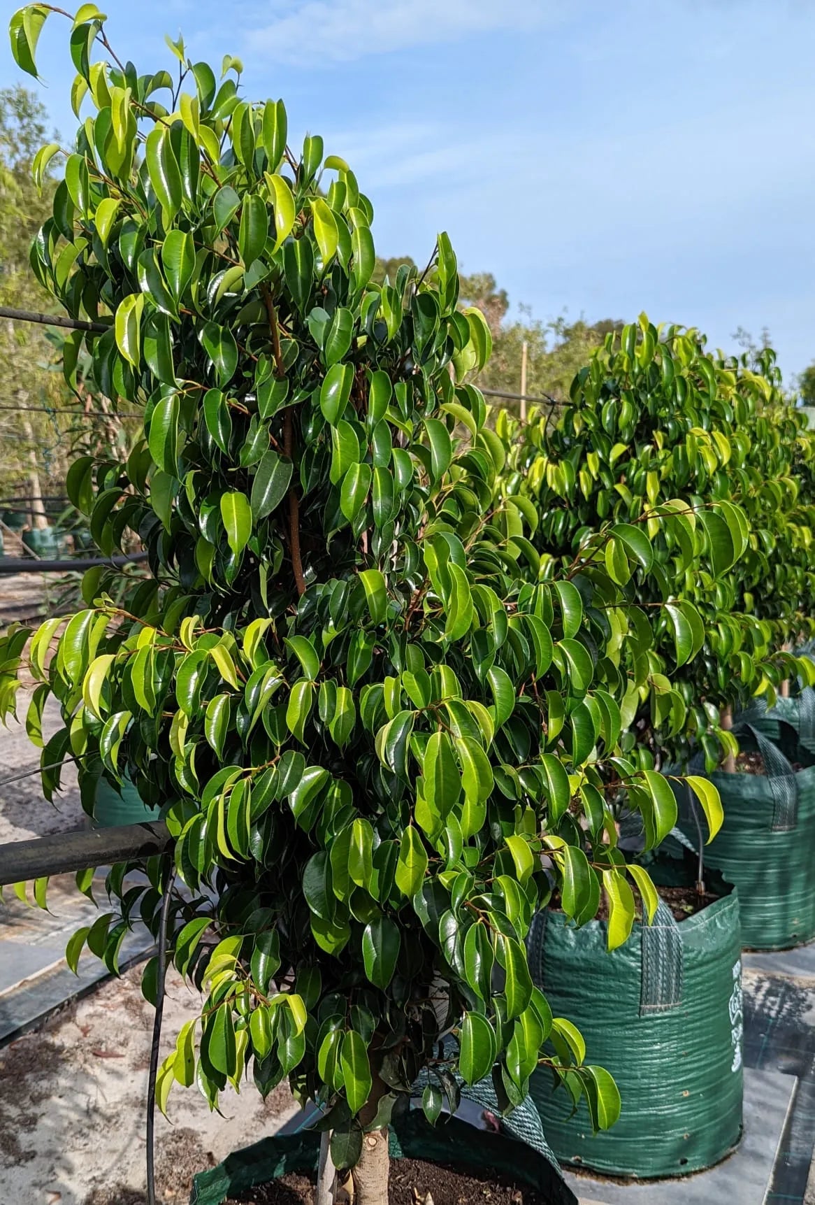 Midnight Beauty Weeping Fig (Ficus benjamina) - Ladybird Nursery