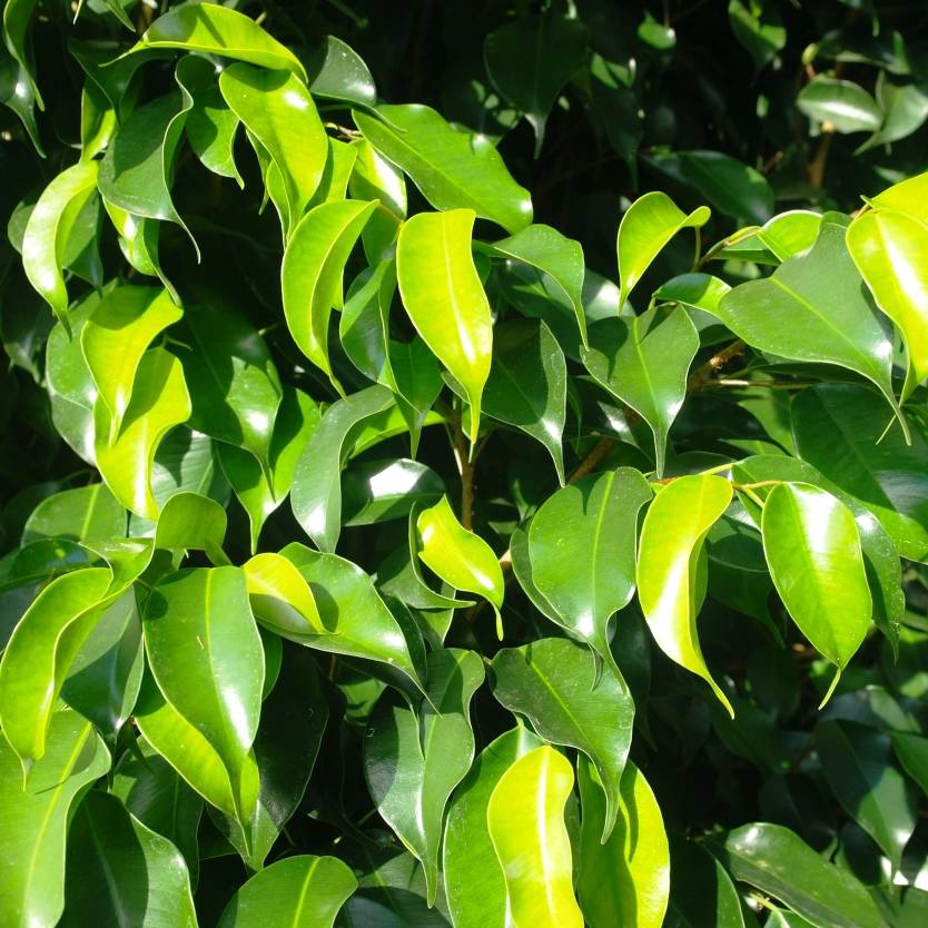 Midnight Beauty Weeping Fig (Ficus benjamina) - Ladybird Nursery