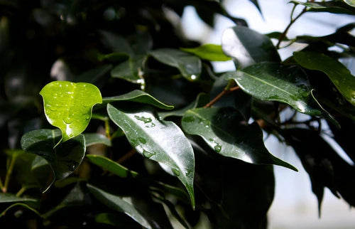 Midnight Beauty Weeping Fig (Ficus benjamina)