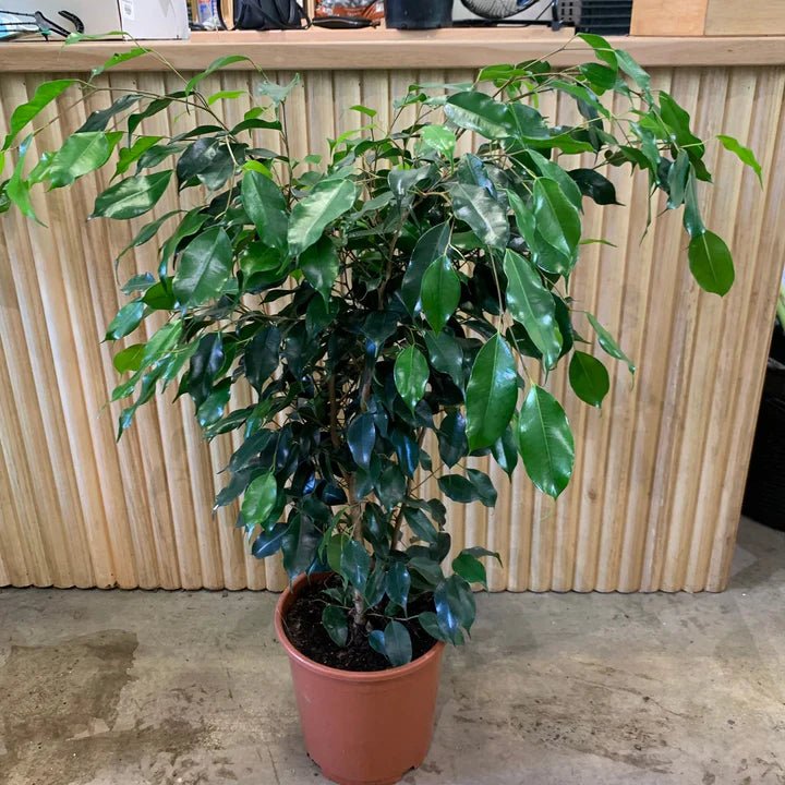 Midnight Beauty Weeping Fig (Ficus benjamina) - Ladybird Nursery