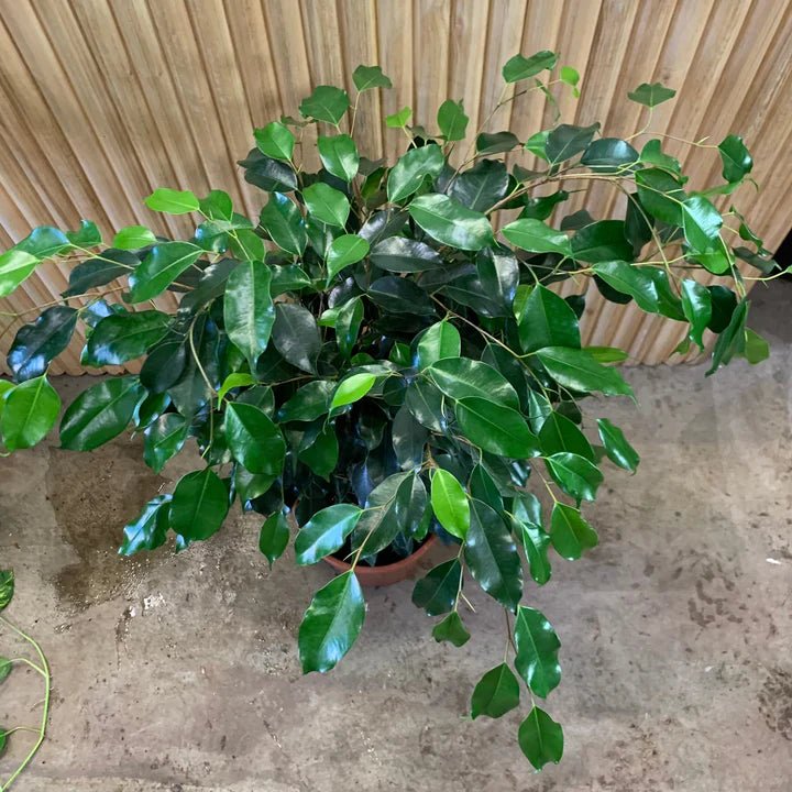 Midnight Beauty Weeping Fig (Ficus benjamina) - Ladybird Nursery