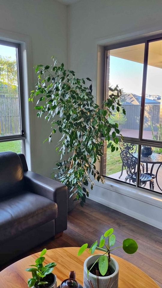 Midnight Petite Weeping Fig (Ficus benjamina) - Ladybird Nursery