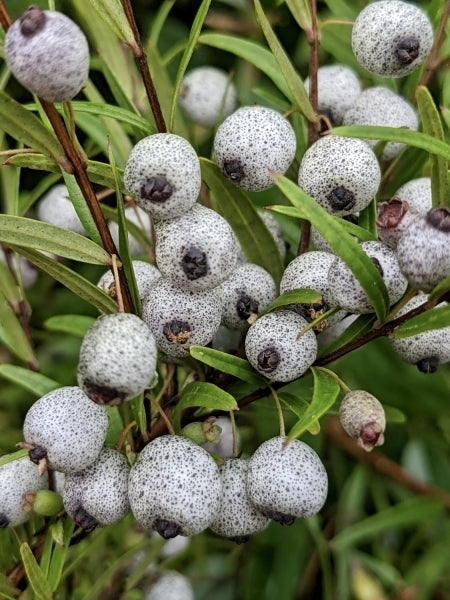 Midyim Berry (Austromyrtus dulcis)