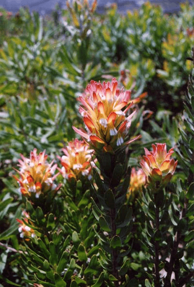 Mimetes (Mimetes cucullatus)