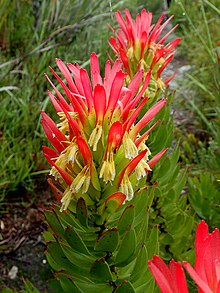 Mimetes (Mimetes cucullatus)