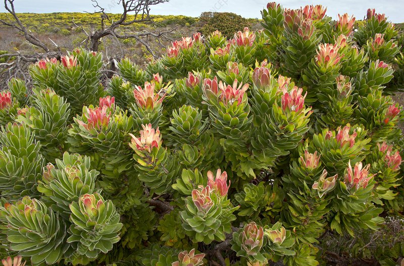 Mimetes (Mimetes cucullatus)