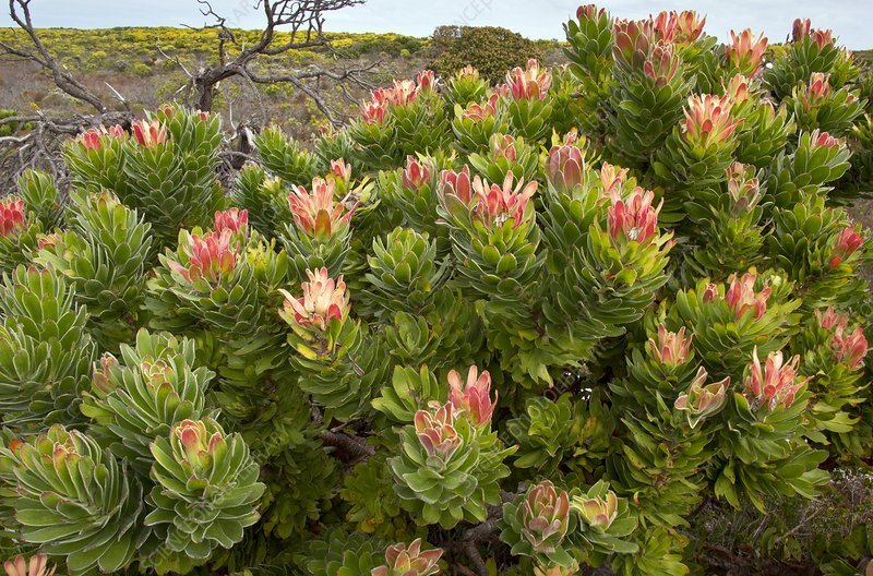Mimetes (Mimetes cucullatus) - Ladybird Nursery