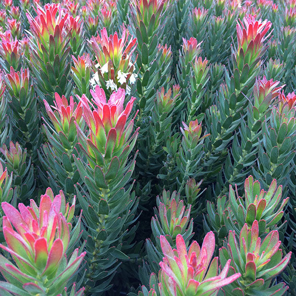 Mimetes (Mimetes cucullatus)