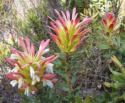 Mimetes (Mimetes cucullatus) - Ladybird Nursery