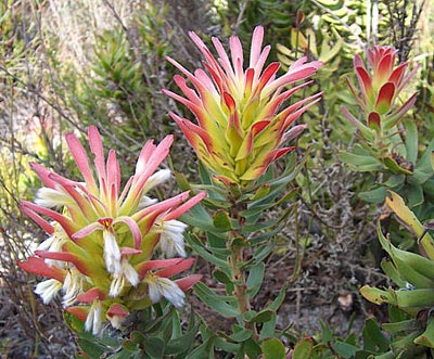 Mimetes (Mimetes cucullatus)