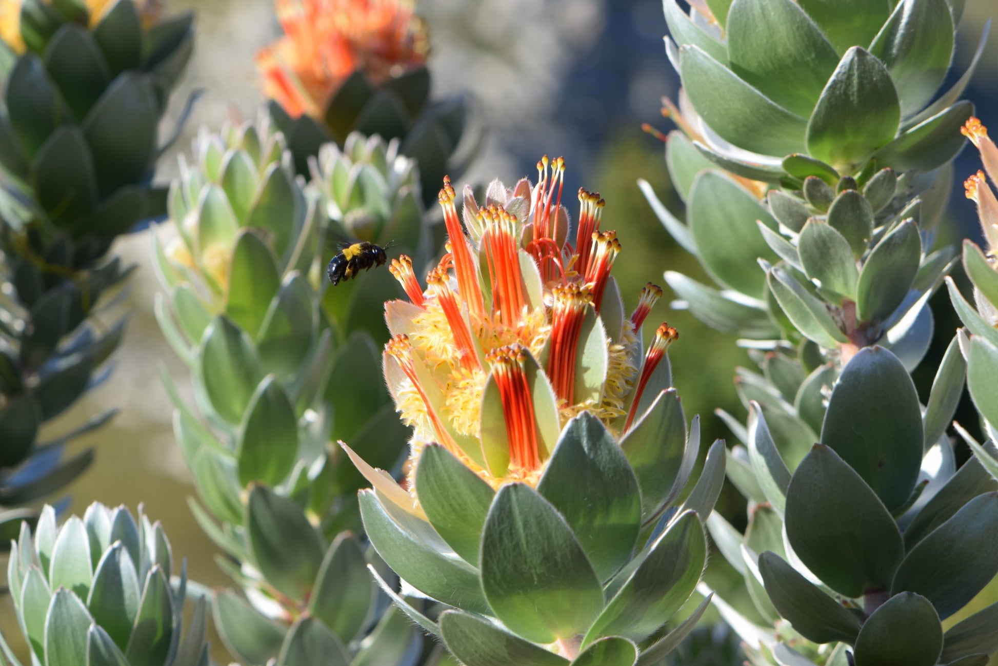 Mimetes hottentoticus 'Crackerjack Silver'