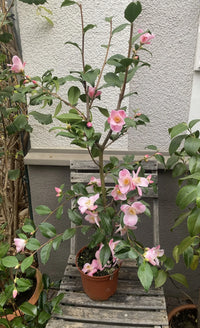 Camellia Minato No Akebono (Camellia) - Ladybird Nursery