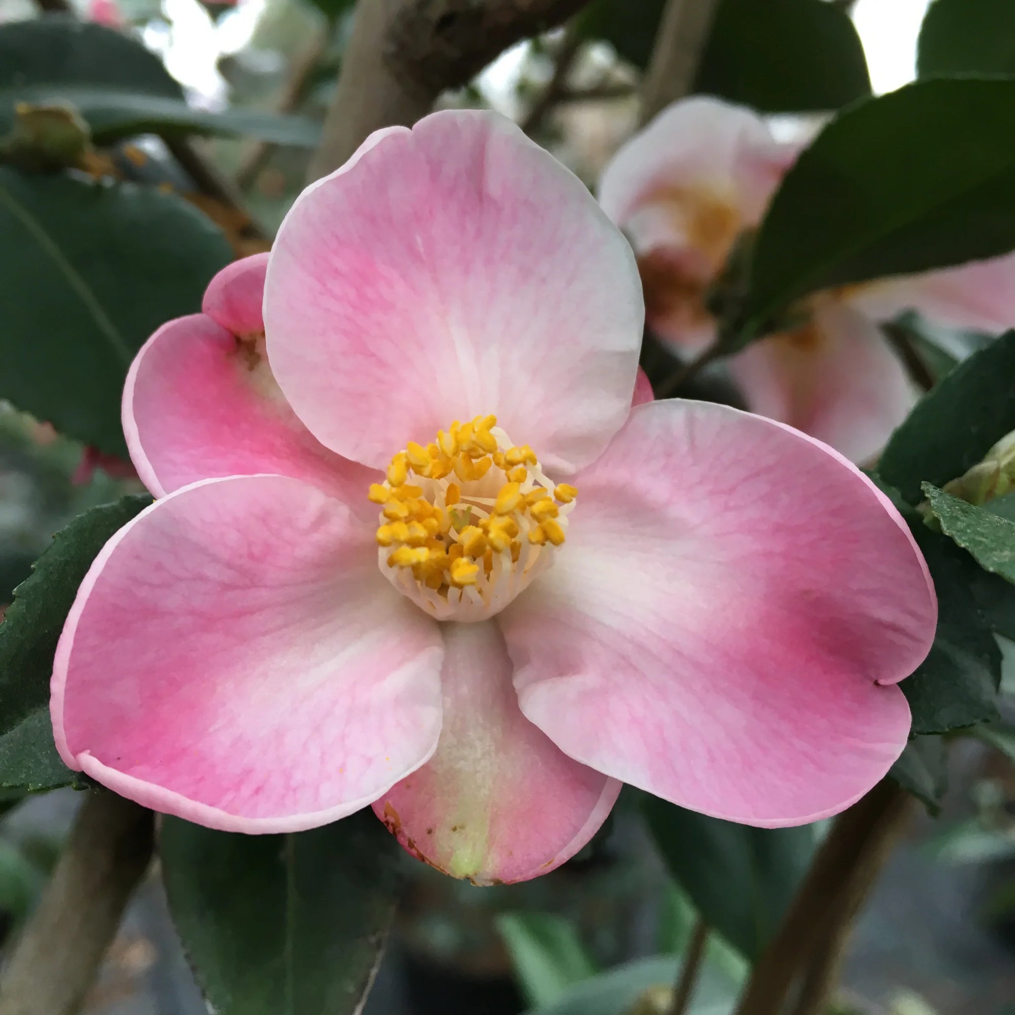 Camellia Minato No Akebono (Camellia) - Ladybird Nursery