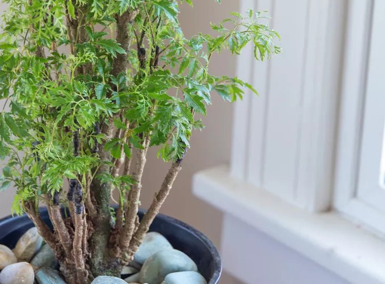 Ming Aralia (Polyscias fruticosa) - Ladybird Nursery