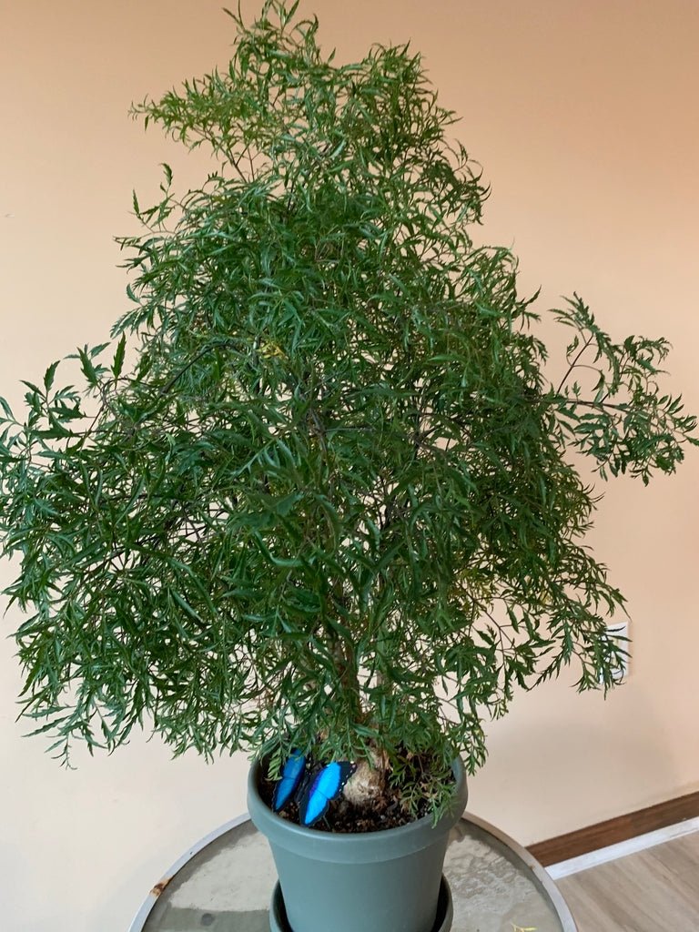 Ming Aralia (Polyscias fruticosa) - Ladybird Nursery