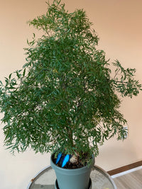 Ming Aralia (Polyscias fruticosa)