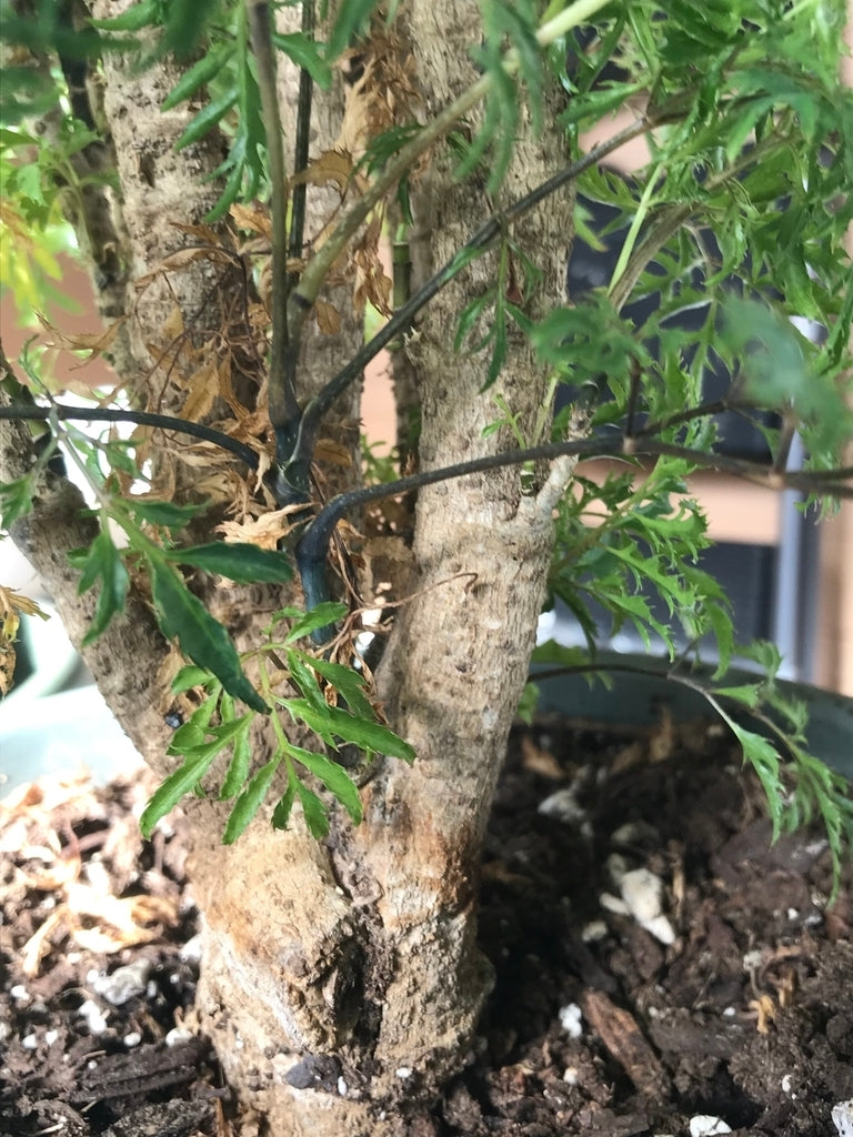 Ming Aralia (Polyscias fruticosa)